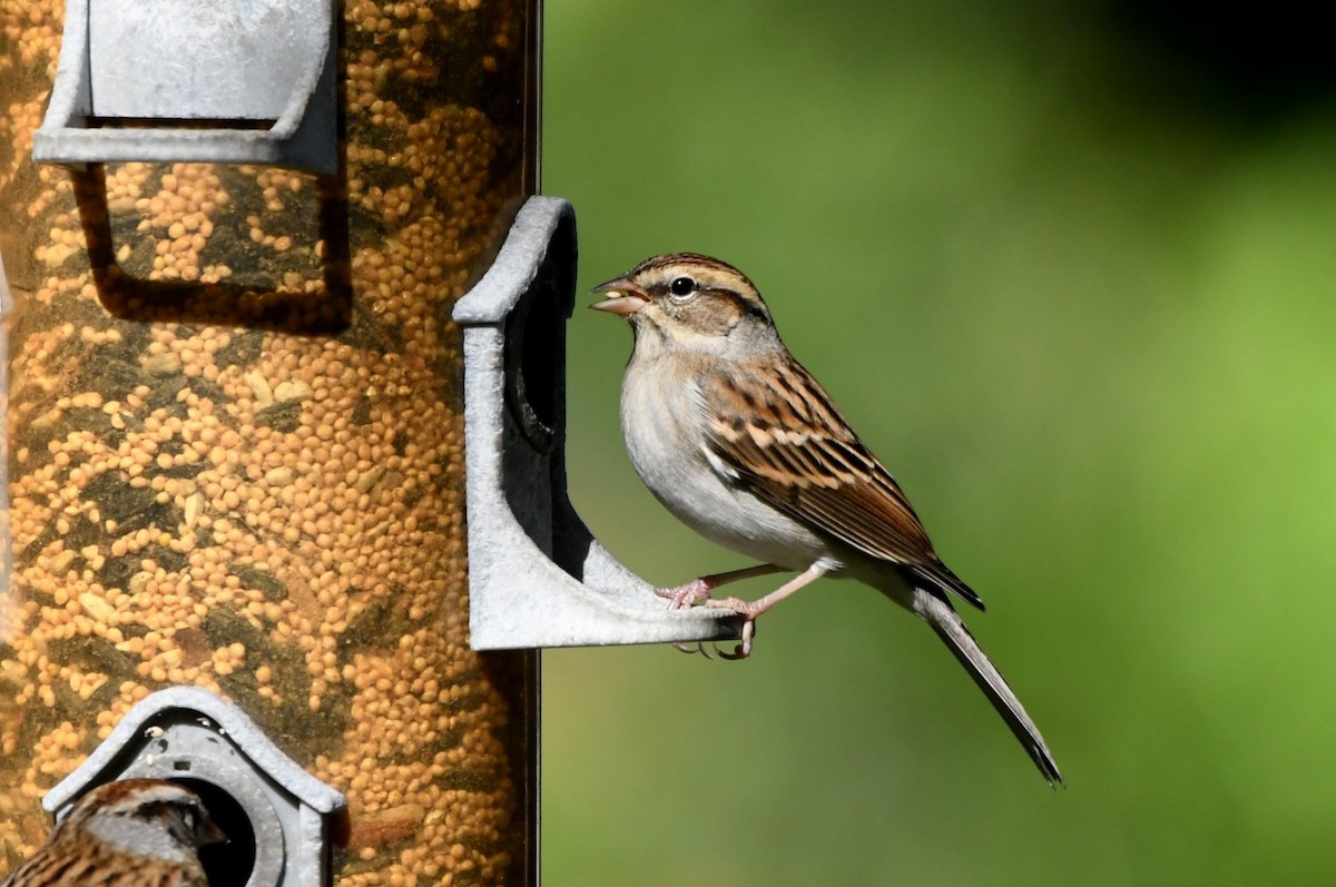 チャガシラヒメドリ - ML646654006