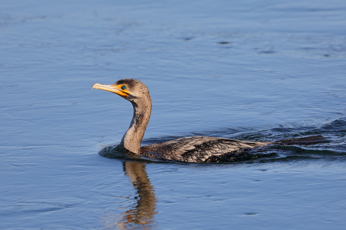 Баклан вухатий - ML646654007
