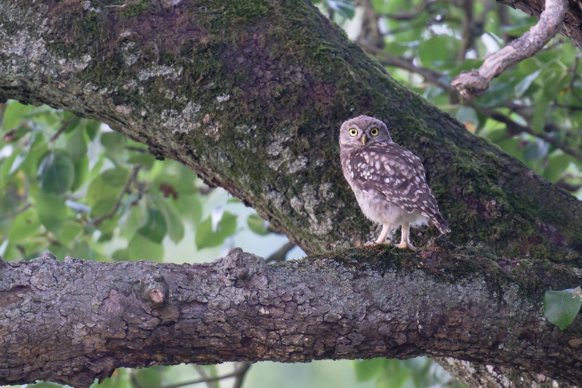 Mozolo arrunta - ML646654008