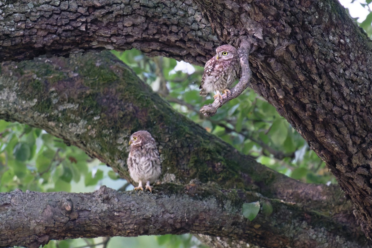 Mozolo arrunta - ML646654009