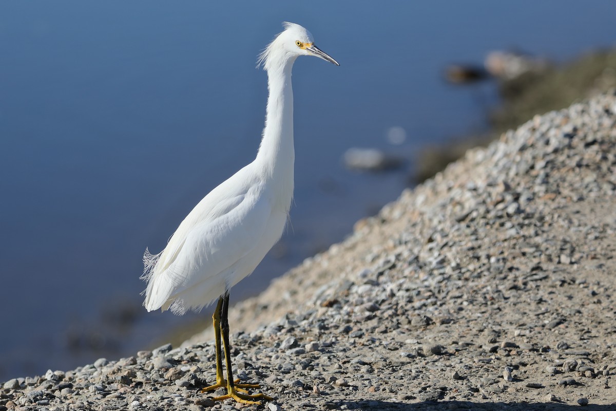 Чепура американська - ML646654012