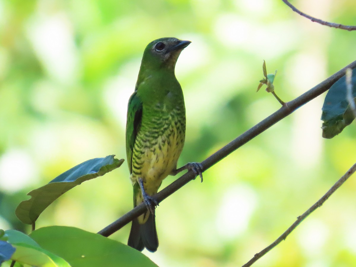 Терзина - ML646654014