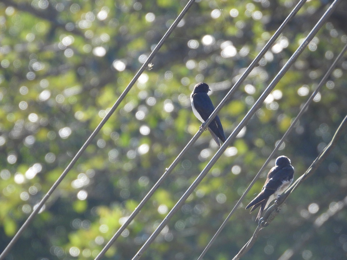 Blue-and-white Swallow - ML646654015