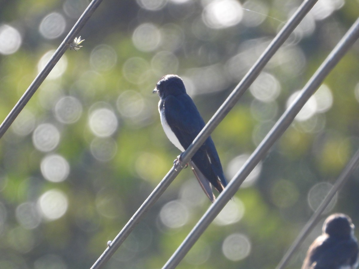 Blue-and-white Swallow - ML646654016