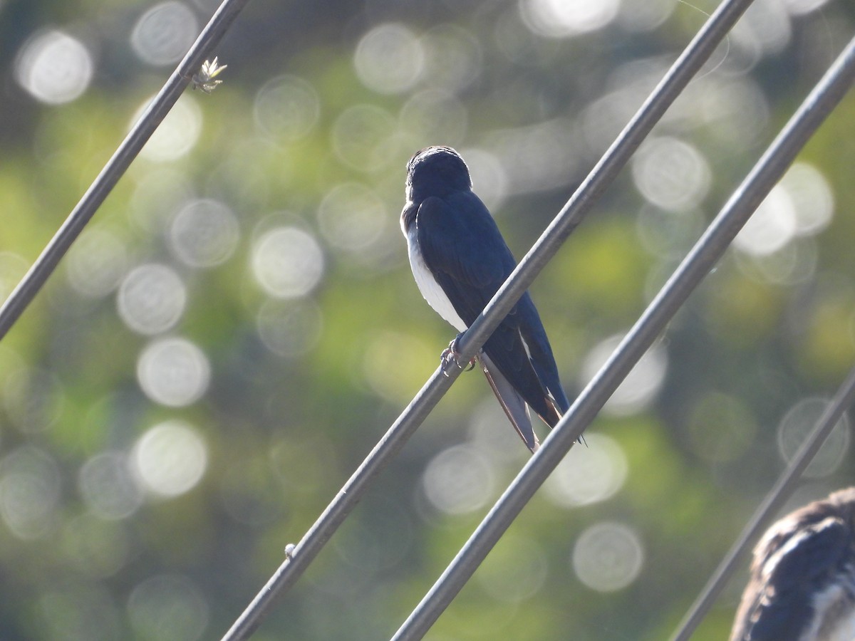 Blue-and-white Swallow - ML646654017