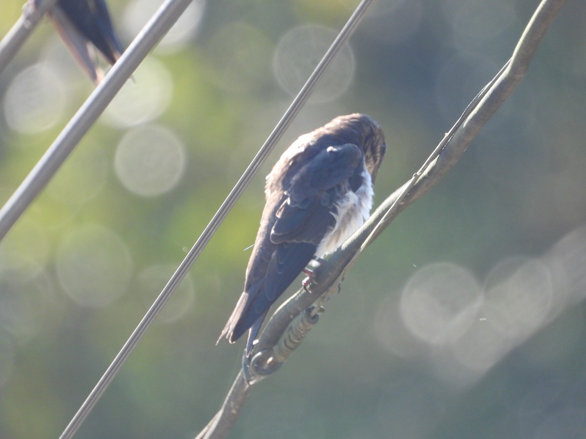 Blue-and-white Swallow - ML646654022