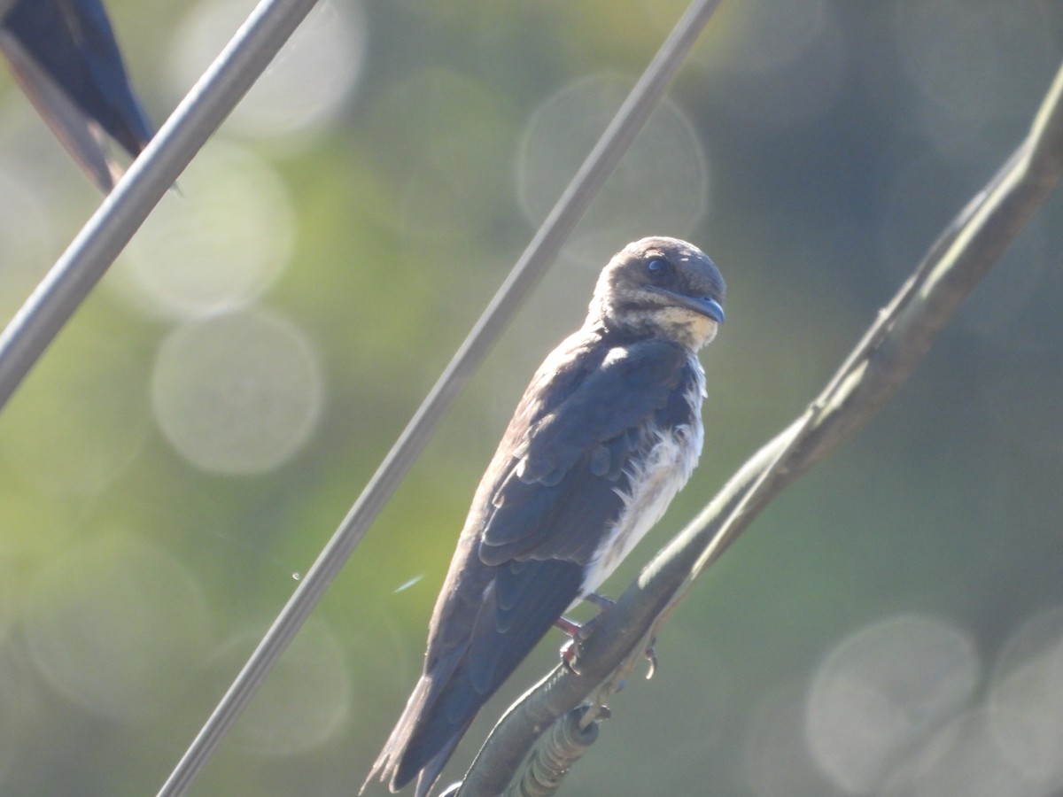 Blue-and-white Swallow - ML646654023