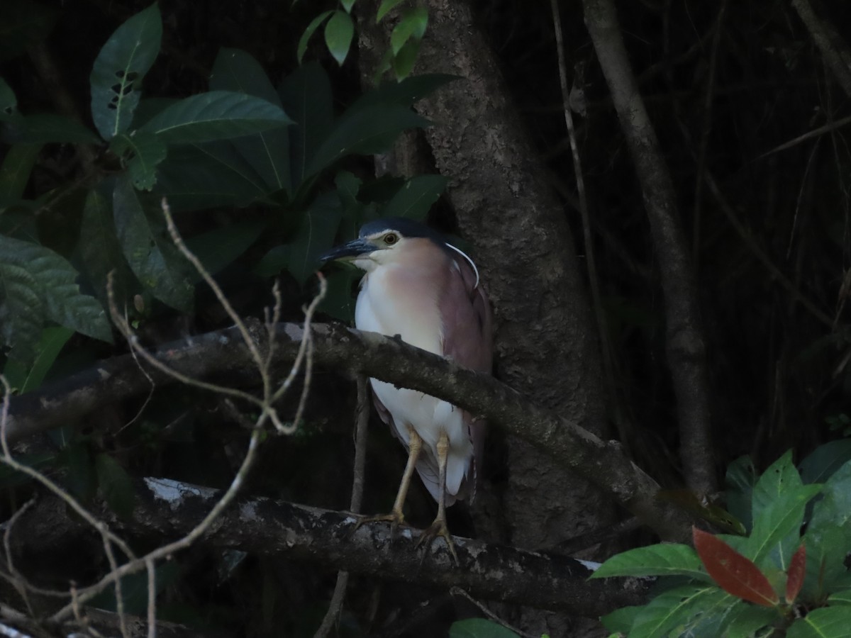 Nankeen Night Heron - ML646654025