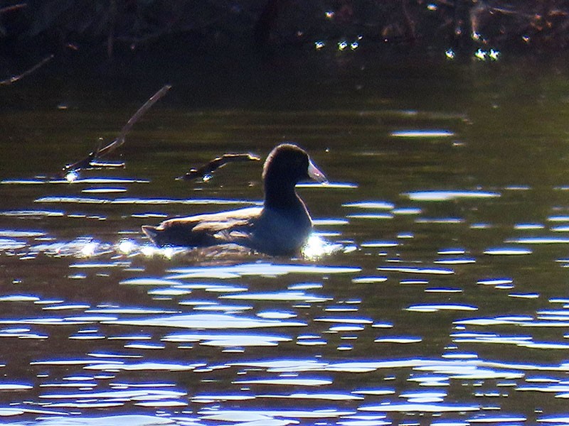 Foulque d'Amérique (forme à cachet rouge) - ML646654028