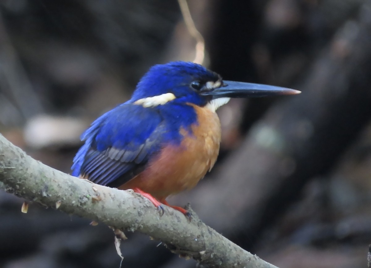 Azure Kingfisher - ML646654031