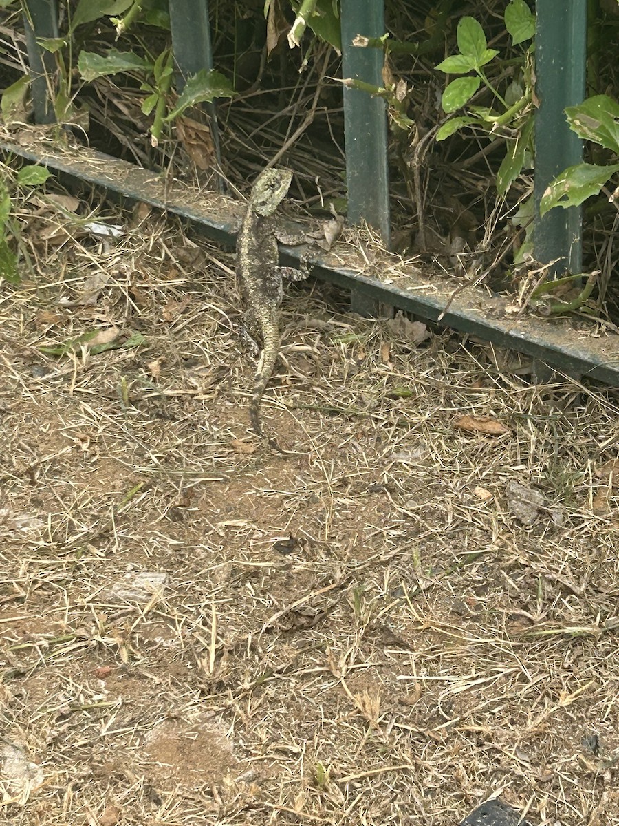 Animals - ML646654032