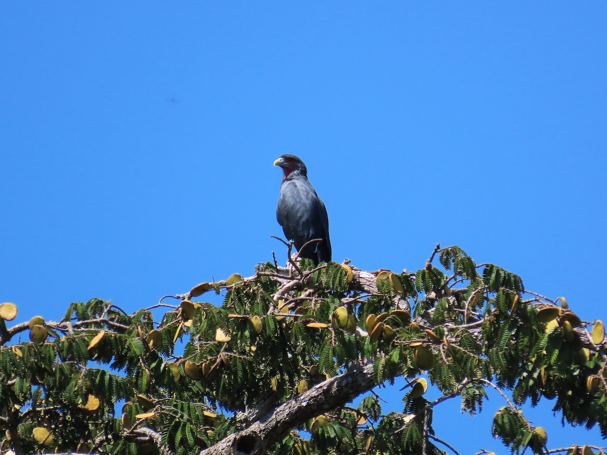 Каракара червоногорла - ML646654034