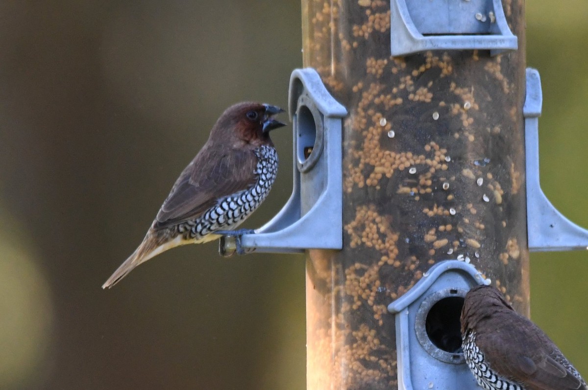 シマキンパラ - ML646654037