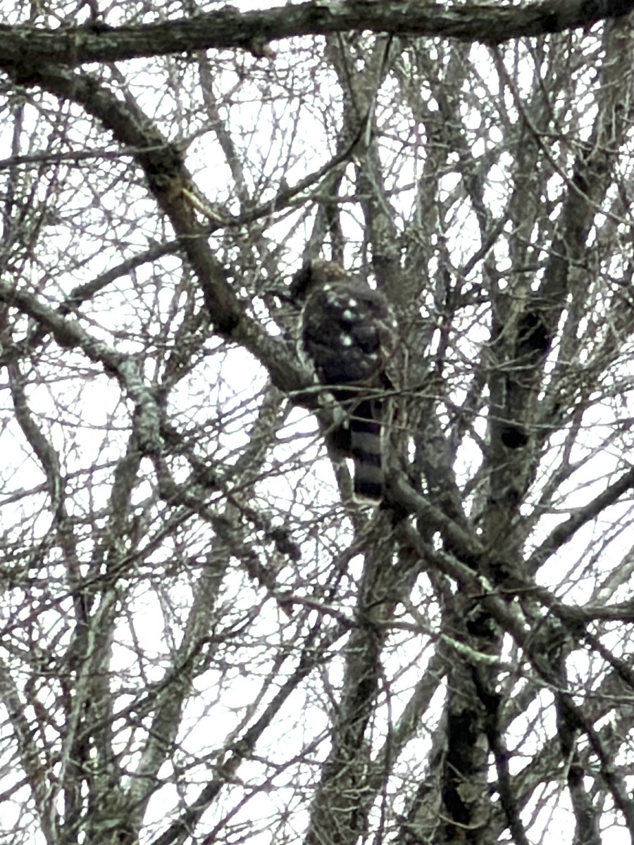 Cooper's Hawk - ML646654038