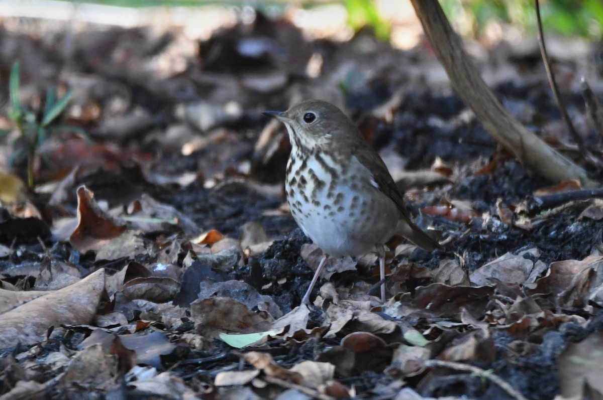 チャイロコツグミ - ML646654039