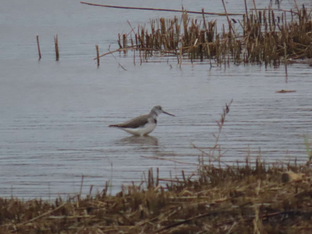 Yeşilbacak - ML646654041