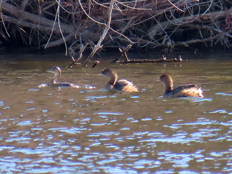 Grèbe à bec bigarré - ML646654046