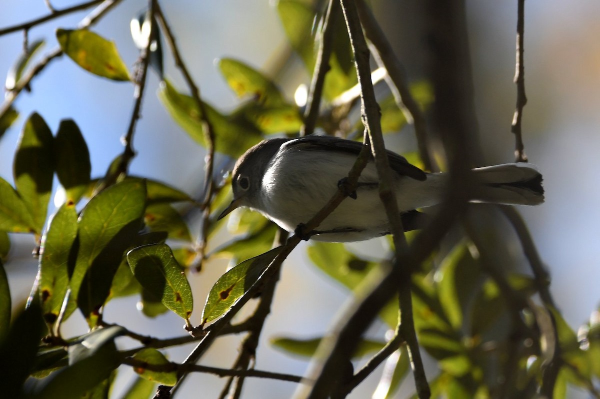 ブユムシクイ - ML646654047