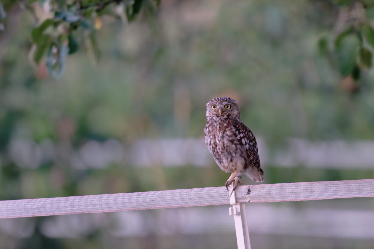 Mozolo arrunta - ML646654049