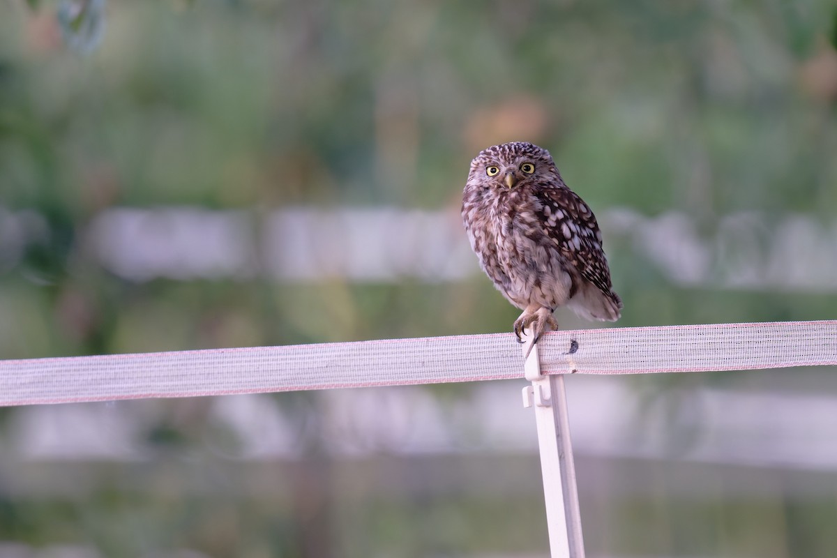 Mozolo arrunta - ML646654050