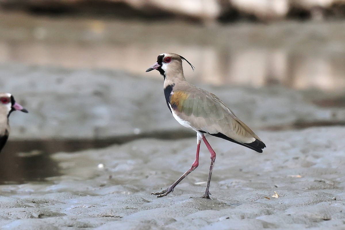 Southern Lapwing - ML646654051