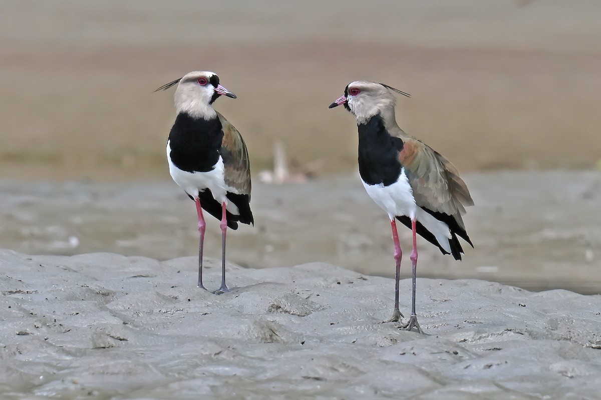 Southern Lapwing - ML646654052