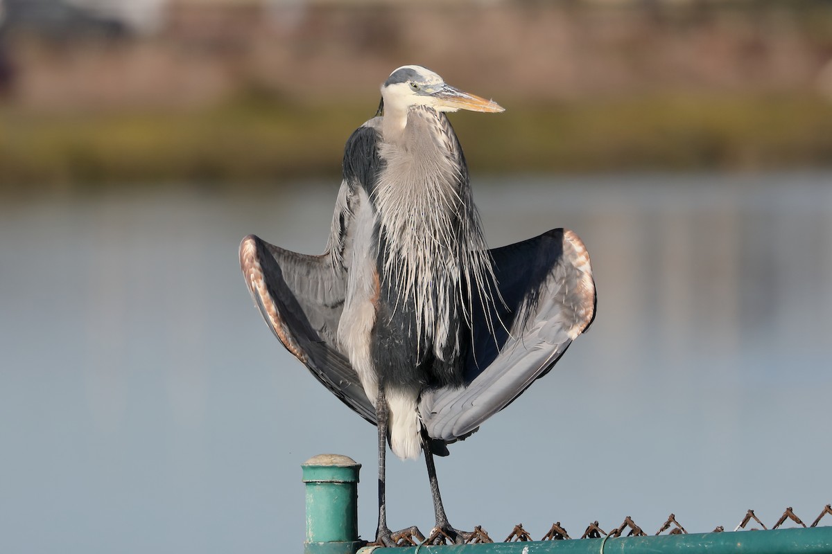 Чапля північна - ML646654053