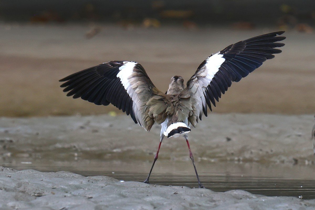 Southern Lapwing - ML646654054