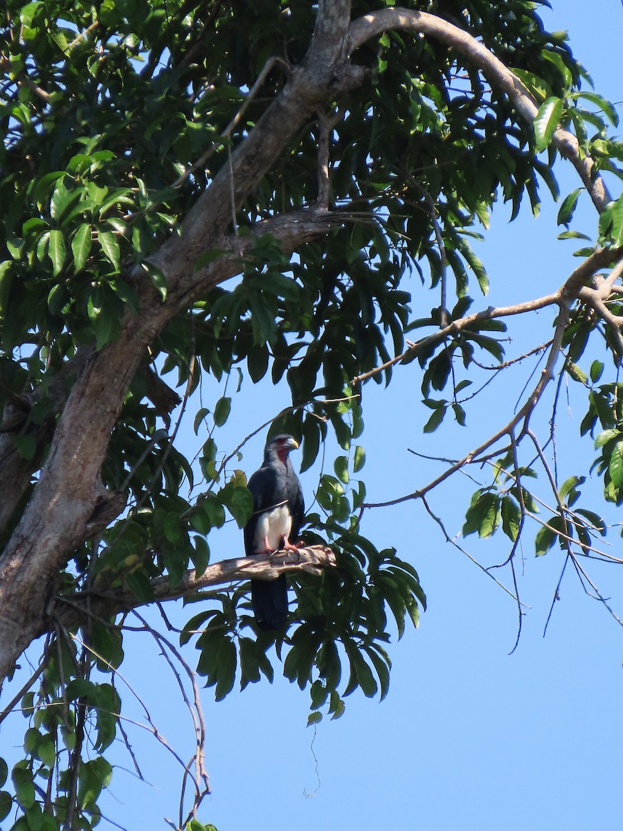 Каракара червоногорла - ML646654055