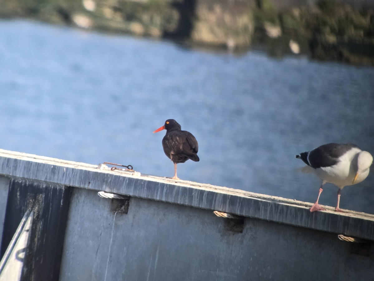 Кулик-сорока чорний - ML646654056