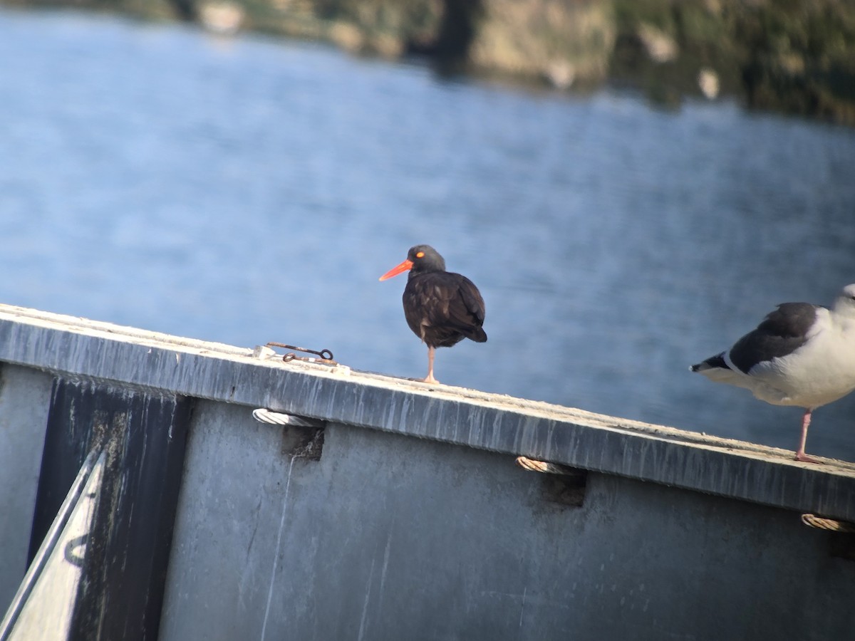 Кулик-сорока чорний - ML646654057