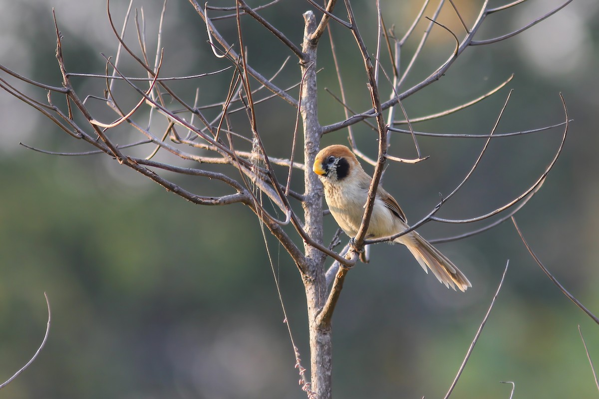 Spot-breasted Parrotbill - ML646654058