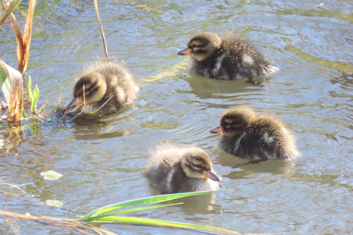 Yellow-billed Teal - ML646654062
