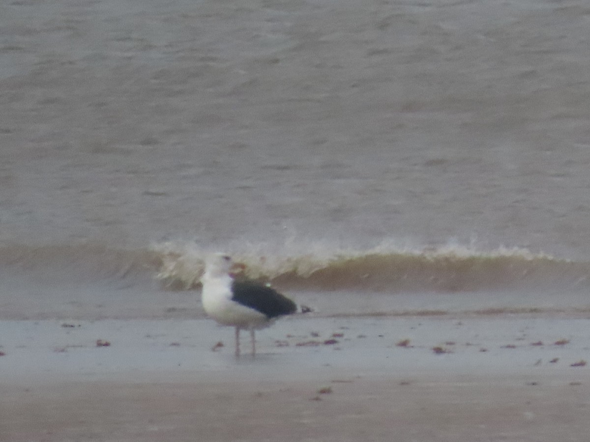 Büyük Kara Sırtlı Martı - ML646654063