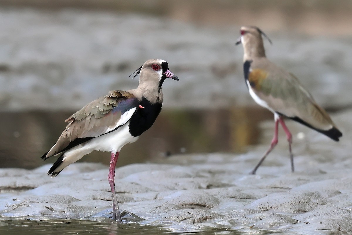 Southern Lapwing - ML646654064