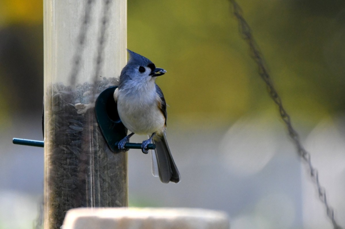 エボシガラ - ML646654065