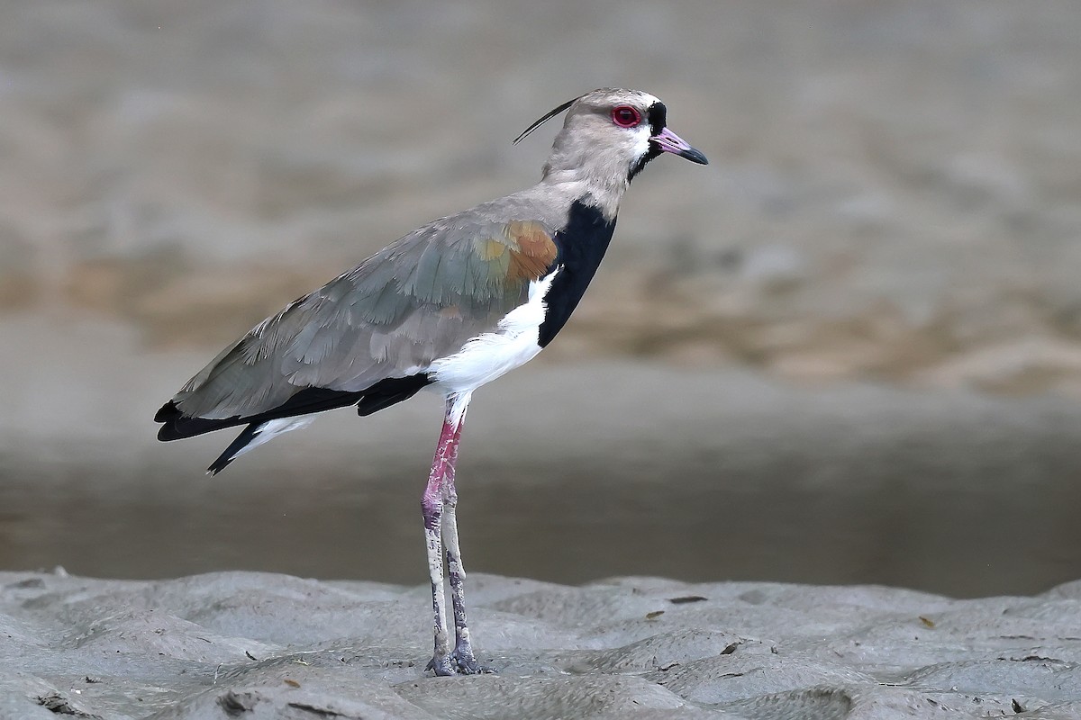 Southern Lapwing - ML646654067