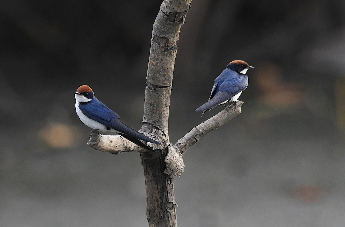 Tel Kuyruklu Kırlangıç - ML646654068