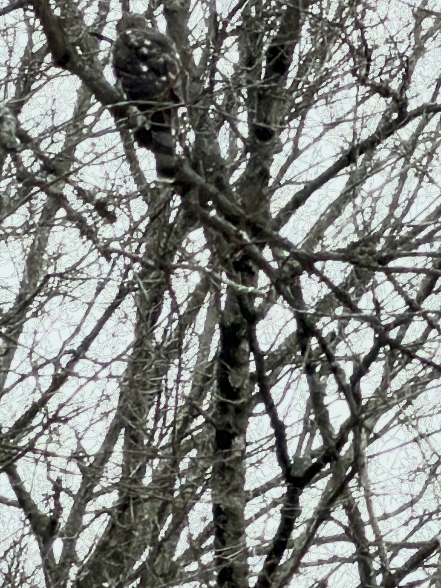 Cooper's Hawk - ML646654069