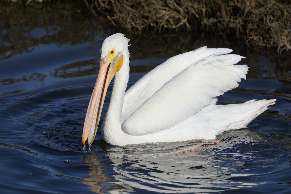 Пелікан рогодзьобий - ML646654070