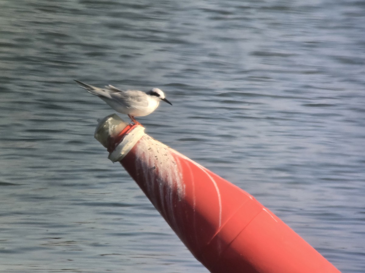 Крячок неоарктичний - ML646654073