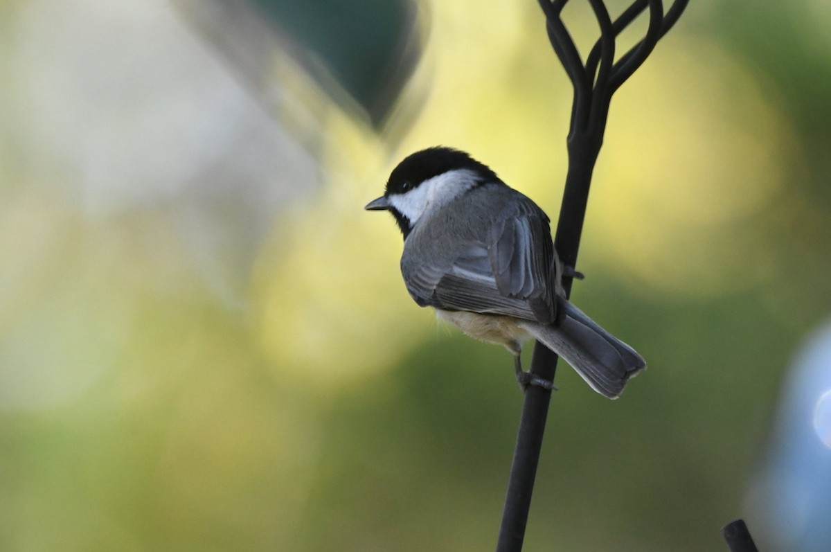 カロライナコガラ - ML646654075