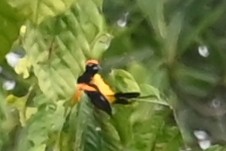Orange-backed Troupial - ML646654077