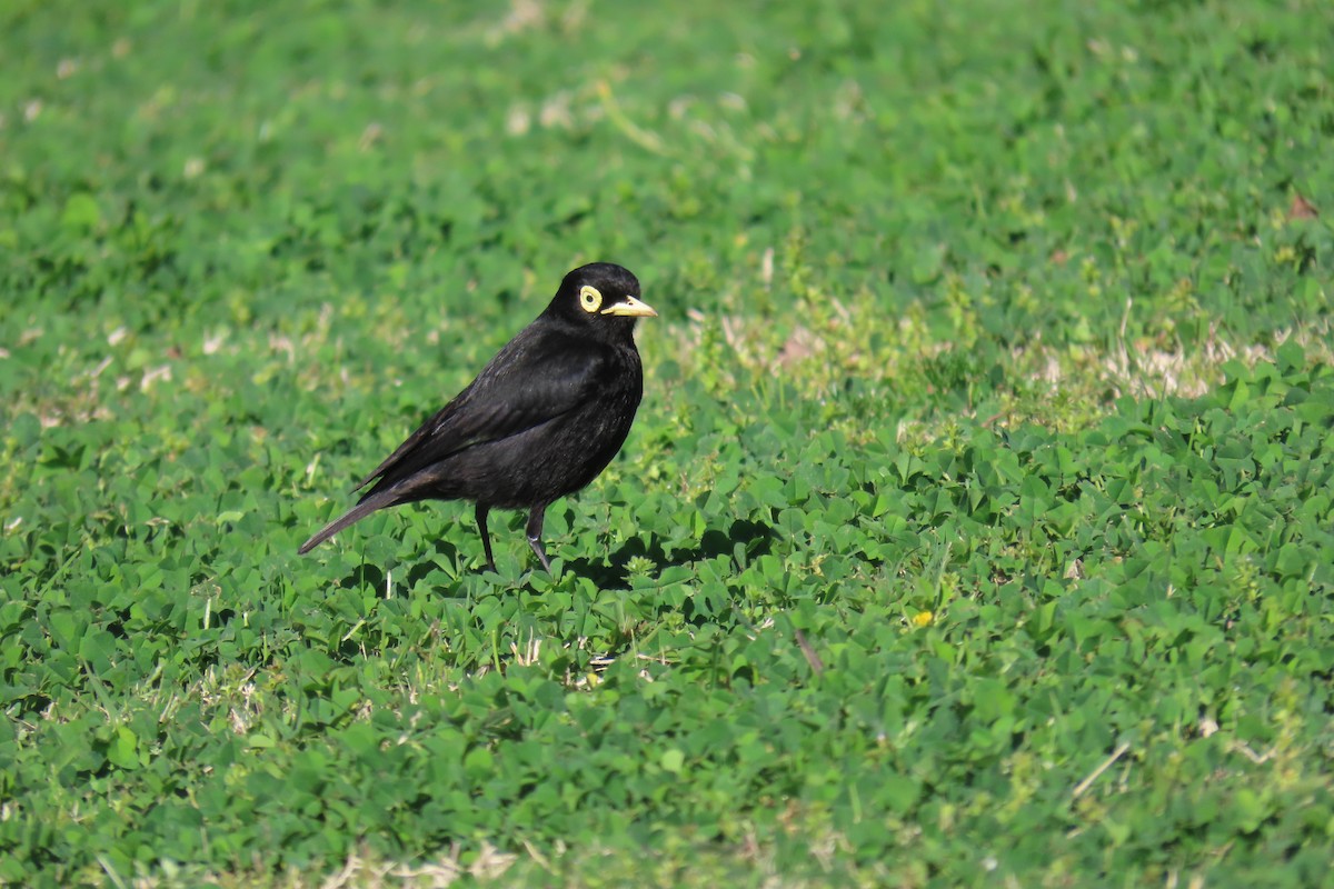 Spectacled Tyrant - ML646654078