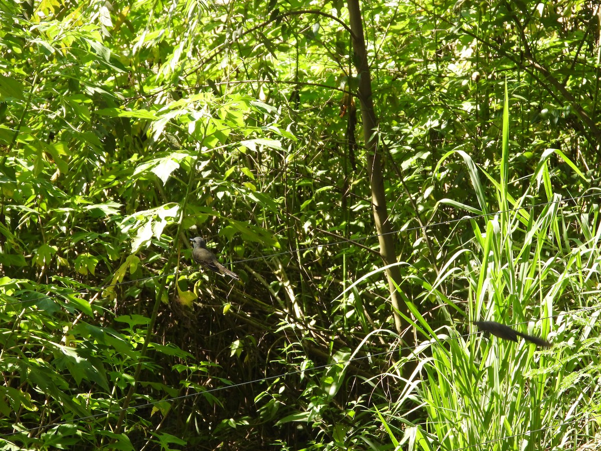 Tropical Kingbird - ML646654079