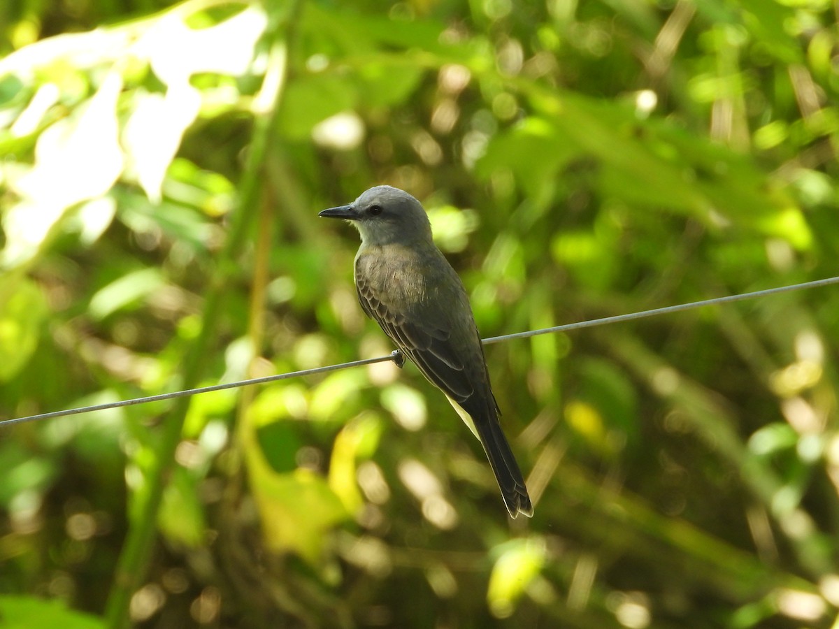 Tropical Kingbird - ML646654081