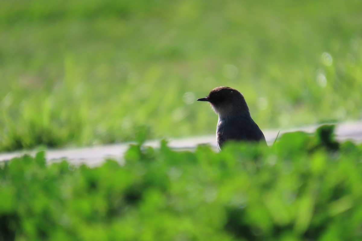 Dark-faced Ground-Tyrant - ML646654083