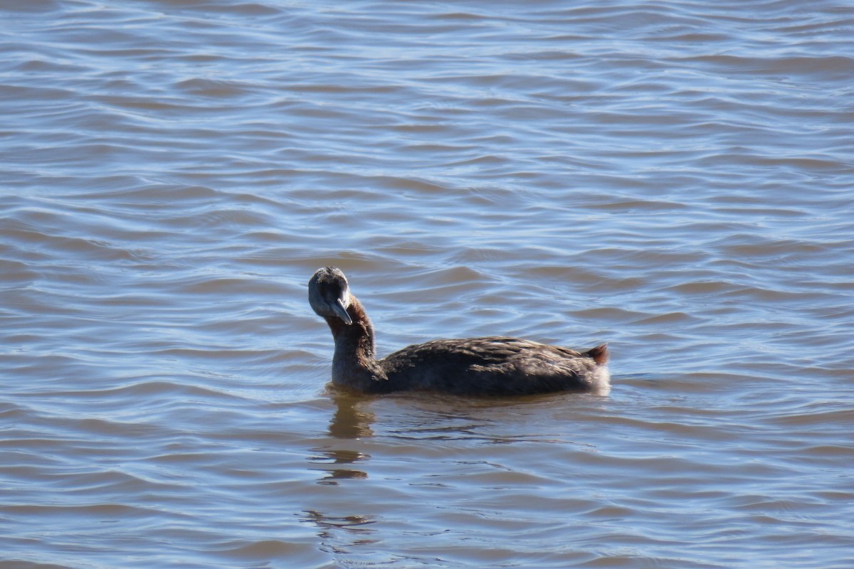 Great Grebe - ML646654085
