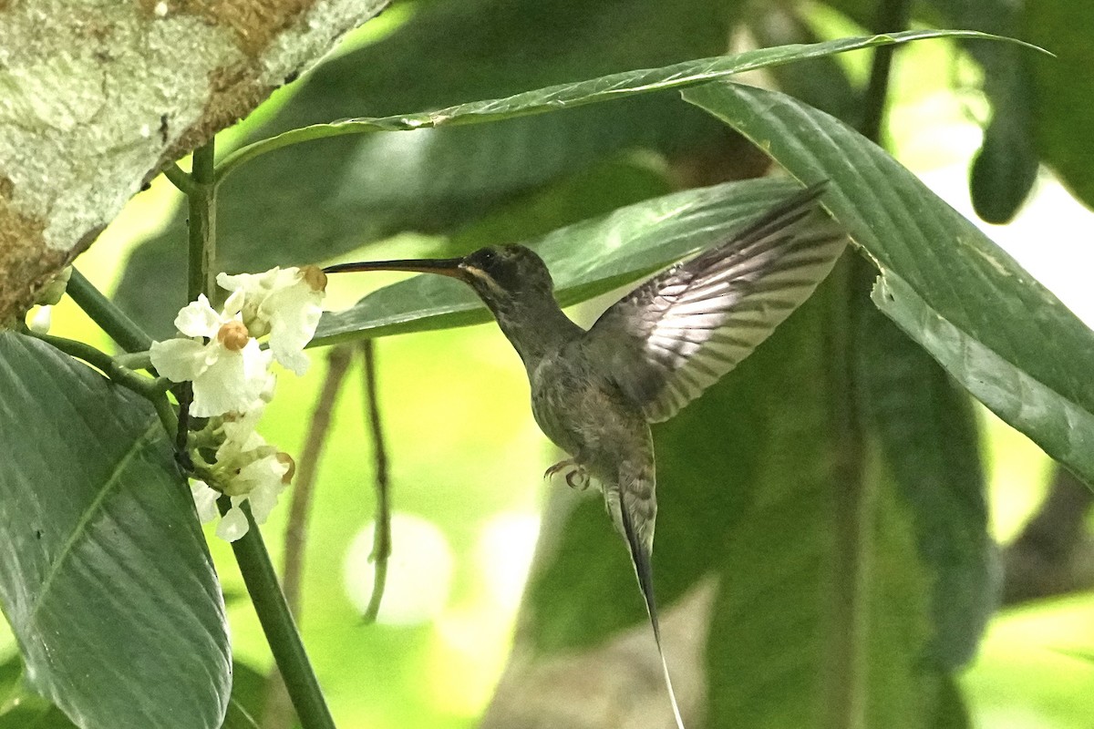 Straight-billed Hermit - ML646654088
