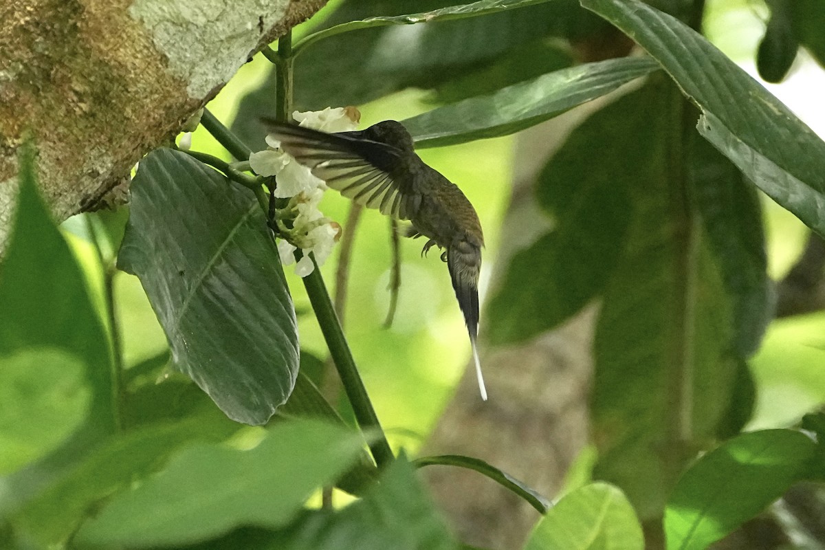 Straight-billed Hermit - ML646654089